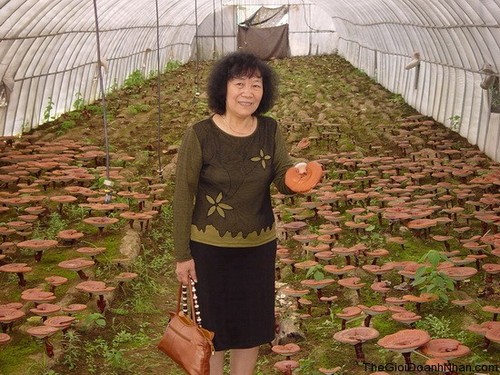 Nguyên Thi Chinh, championne des champignons! - ảnh 2